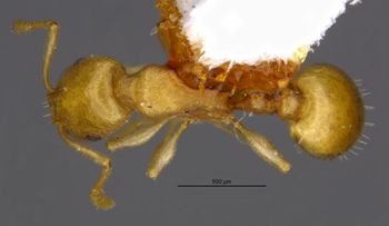 Media type: image;   Entomology 35823 Aspect: habitus dorsal view